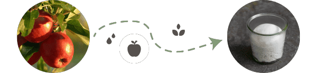 Lievito Madre aus Äpfeln herstellen
