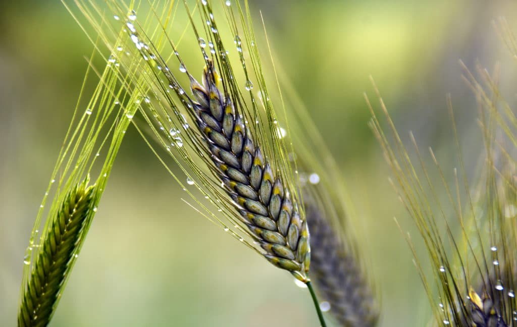 Emmer - Zweikorn - alte Getreidesorte - Urkorn