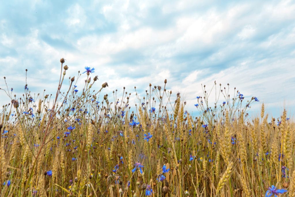 Roggenfeld mit Kornblumen