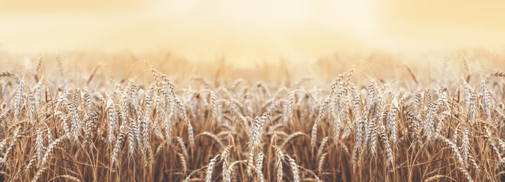 Weizenfeld